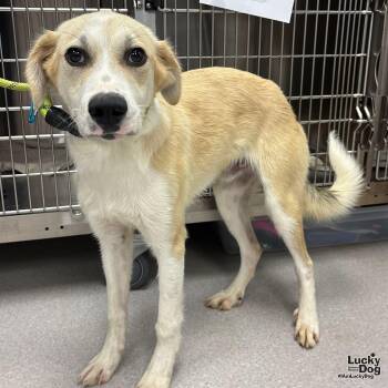 Great Pyrenees and Labrador Retriever Dogs Available for Adoption in Washington, District Of Columbia - Gomez | PetCurious