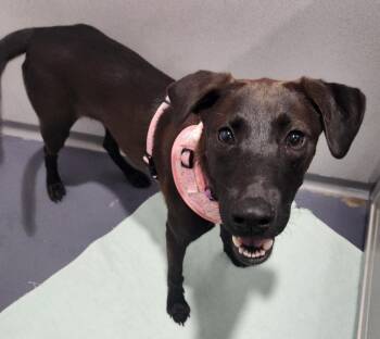 Stacie -  Labrador Retriever Dog for Adoption in Walnutport, Pennsylvania - Stacie | PetCurious