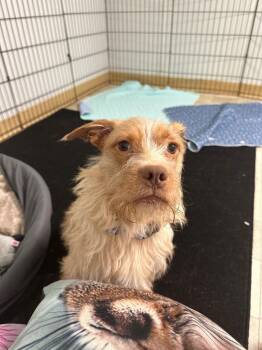 Terrier Dogs Available for Adoption - Harper 26-01 | PetCurious