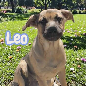 Leo (Sunny