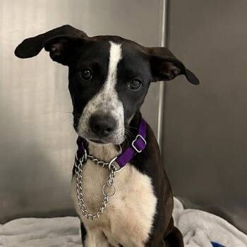 Doodle -  Pit Bull Terrier Dog for Adoption in East St. Louis, Illinois - Doodle | PetCurious