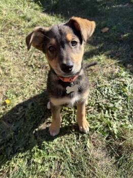 Rescue Mixed Breed Dogs for Adoption in Saskatoon, Saskatchewan - Hank | PetCurious