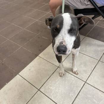 09/14/2026-Stray-MorrisRoad/WoodlandDrive -  Mixed Breed Dog for Adoption in Columbus, Georgia - 09/14/2026-Stray-MorrisRoad/WoodlandDrive | PetCurious