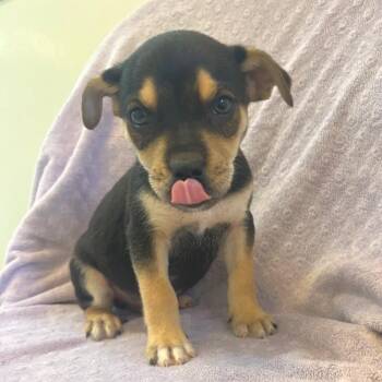 Terrier Dogs Available for Adoption in Las Vegas, Nevada - Smarties 53690 | PetCurious