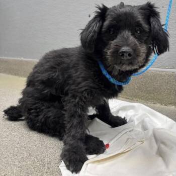 Terrier Dogs Available for Adoption - Chewbarka | PetCurious