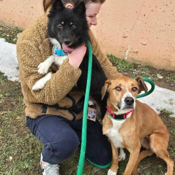 Luna Bean -  Mixed Breed Dog for Adoption in Philadelphia, Pennsylvania - Luna Bean | PetCurious