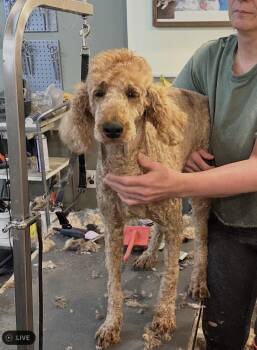 Grace Kelly -  Standard Poodle Dog for Adoption in Chester Springs, Pennsylvania - Grace Kelly | PetCurious