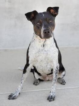 Lady -  Mixed Breed Dog for Adoption in Longmont, Colorado - Lady | PetCurious
