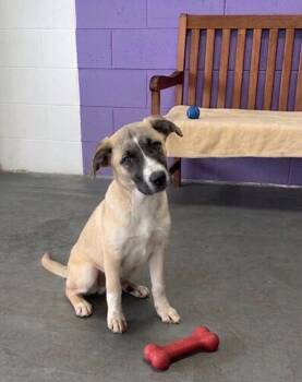 **HUDSON** -  Anatolian Shepherd Dog for Adoption in North Prairie, Wisconsin - **HUDSON** | PetCurious