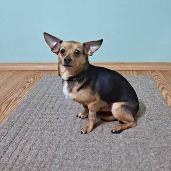 Andy -  Chihuahua and Yellow Labrador Retriever Dog for Adoption in Fairmont, West Virginia - Andy | PetCurious