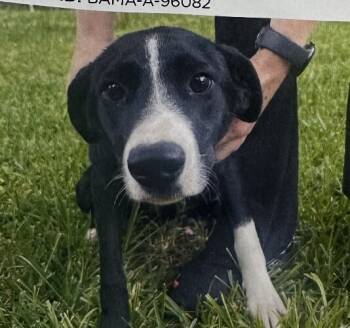 Rescue Hound and Labrador Retriever Dogs for Adoption in Washington, District Of Columbia - Bentley | PetCurious