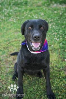 Black Labrador Retriever Dogs Available for Adoption in Claremore, Oklahoma - BABY GIRL | PetCurious