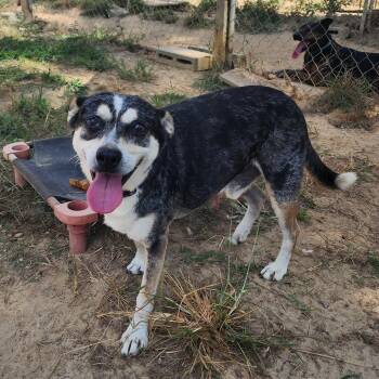 Rescue Mixed Breed Dogs for Adoption in Benson, North Carolina - Joe | PetCurious