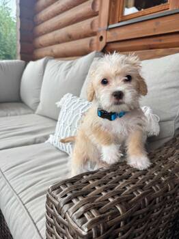Georgie -  Miniature Poodle and Terrier Dog for Adoption in Ephrata, Washington - Georgie | PetCurious