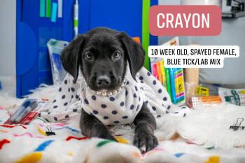 Crayon -  Labrador Retriever and Hound Dog for Adoption in Sevierville, Tennessee - Crayon | PetCurious