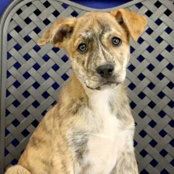 Golden Retriever and Mastiff Dogs Available for Adoption in Fort Davis, Texas - Kai | PetCurious