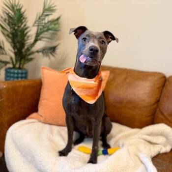 Archie Pocket Size Pal -  Pit Bull Terrier and Whippet Dog for Adoption in Friendswood, Texas - Archie Pocket Size Pal | PetCurious