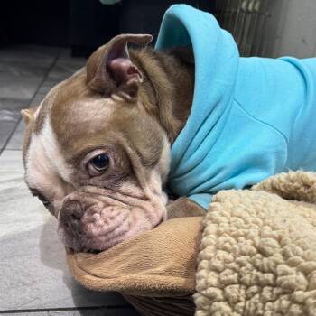 French Bulldog and Mixed Breed Dogs Available for Adoption - Colette | PetCurious