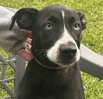 Gabby -  Husky and Mixed Breed Dog for Adoption in Parma, Ohio - Gabby | PetCurious