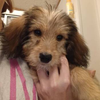 Rescue Poodle and Cairn Terrier Dogs for Adoption in Evansville, Wisconsin - MINNIE | PetCurious