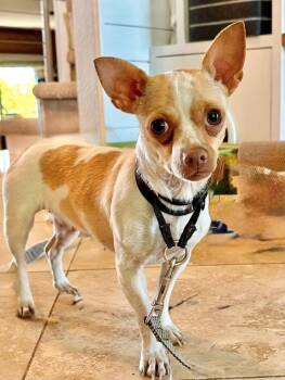 Daisy -  Chihuahua and Terrier Dog for Adoption in Boulder, Colorado - Daisy | PetCurious