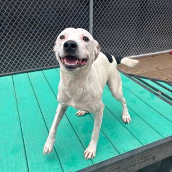 Rescue Mixed Breed Dogs for Adoption in Charleston, West Virginia - Pancake | PetCurious