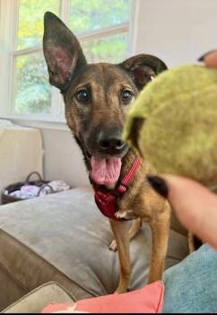 German Shepherd Dog and Mixed Breed Dogs Available for Adoption in Thompson, Pennsylvania - CARLEY | PetCurious
