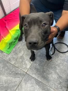 Mixed Breed Dogs Available for Adoption in Oxford, North Carolina - Panther | PetCurious