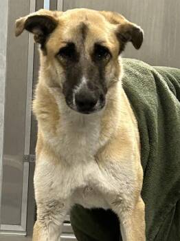 German Shepherd Dog Dogs Available for Adoption - IVY | PetCurious