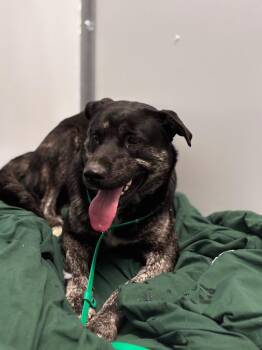 Anatolian Shepherd and Shepherd Dogs Available for Adoption in Bloomington, Indiana - Elko | PetCurious