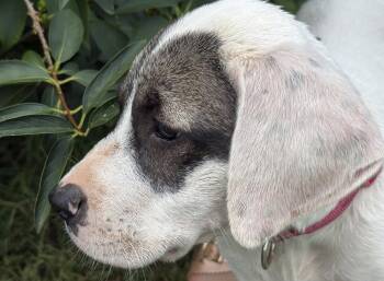 Cricket (f) -  Pit Bull Terrier Dog for Adoption in Nashville, Tennessee - Cricket (f) | PetCurious