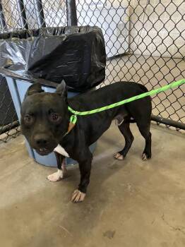 BLANKET -  Mixed Breed Dog for Adoption in Dallas, Texas - BLANKET | PetCurious