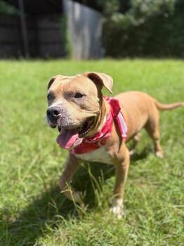 Rowan -  American Bully Dog for Adoption in Winnsboro, South Carolina - Rowan | PetCurious