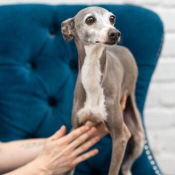 Italian Greyhound Dogs Available for Adoption - Barney | PetCurious