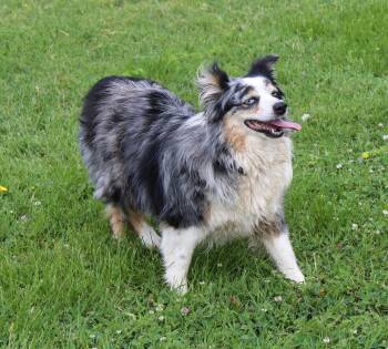 Roxy -  Australian Shepherd Dog for Adoption in Neosho, Missouri - Roxy | PetCurious