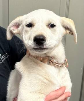 Anatolian Shepherd Dogs Available for Adoption in Littleton, Colorado - Pancake | PetCurious