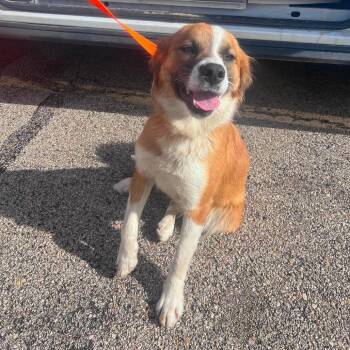 Collie and Mixed Breed Dogs Available for Adoption in Campton Hills, Illinois - Torie | PetCurious