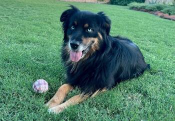 ARPH 14719 - Boudreaux -  Australian Shepherd Dog for Adoption in North Richland Hills, Texas - ARPH 14719 - Boudreaux | PetCurious