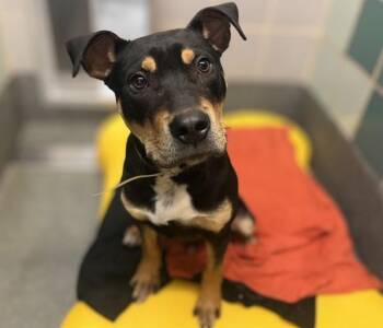 German Shepherd Dog Dogs Available for Adoption - CUPID | PetCurious