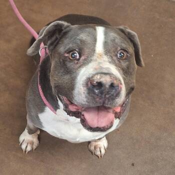 Baby -  American Staffordshire Terrier Dog for Adoption in Flagstaff, Arizona - Baby | PetCurious