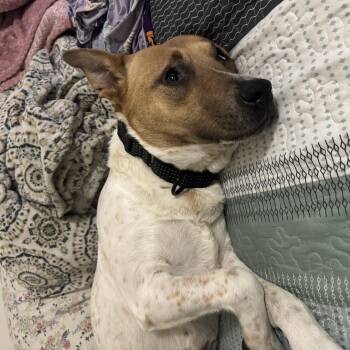 Terrier Dogs Available for Adoption in Mico, Texas - Sophia  | PetCurious