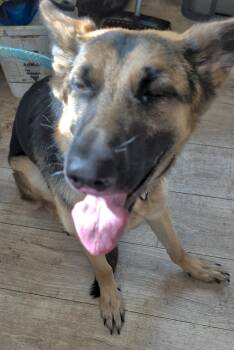 German Shepherd Dog Dogs Available for Adoption in Brainerd, Minnesota - Kaia | PetCurious
