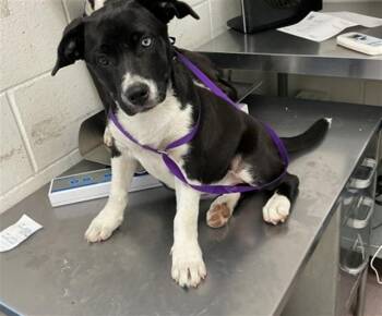CUTIE PATOOTIE -  Pit Bull Terrier and Mixed Breed Dog for Adoption in San Bernardino, California - CUTIE PATOOTIE | PetCurious