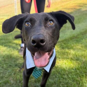 Rescue Black Labrador Retriever and Mixed Breed Dogs for Adoption in Metamora, Michigan - Hutch (Wilber) | PetCurious