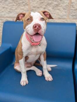 CARDI -  Pit Bull Terrier Dog for Adoption in Dayton, Ohio - CARDI | PetCurious