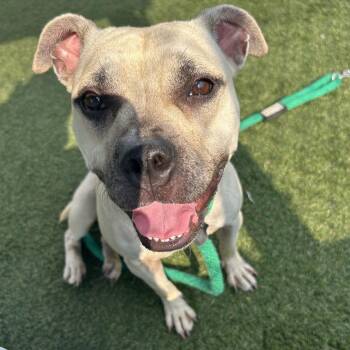 Dee Dee -  Mixed Breed Dog for Adoption in Philadelphia, Pennsylvania - Dee Dee | PetCurious