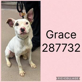 GRACE -  Mixed Breed Dog for Adoption in Macon, Georgia - GRACE | PetCurious