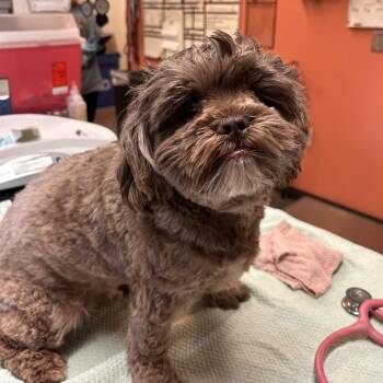 Boomer -  Shih Tzu and Poodle Dog for Adoption in Flagstaff, Arizona - Boomer | PetCurious