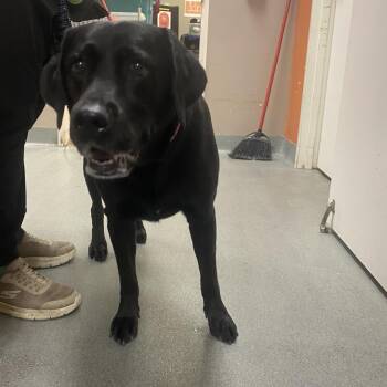 WAGS-Stray-22763 -  Black Labrador Retriever Dog for Adoption in Westminster, California - WAGS-Stray-22763 | PetCurious