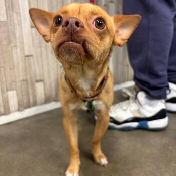 Brownie 3 -  Chihuahua Dog for Adoption in Tampa, Florida - Brownie 3 | PetCurious